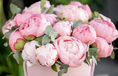 bouquet de pivoines