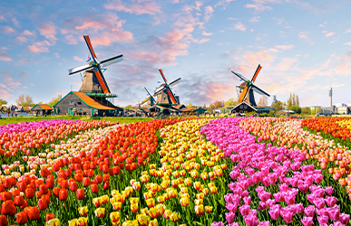 Champ de tulipes à Zaanse Schans, Pays-Bas, Europe