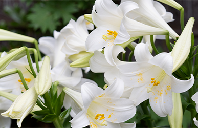 histoire et origine des fleurs : lys blanc